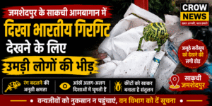 साकची आमबागान में देखा गया भारतीय गिरगिट