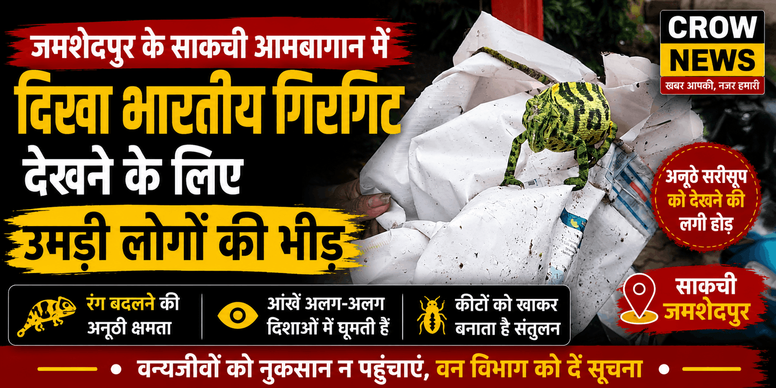 साकची आमबागान में देखा गया भारतीय गिरगिट
